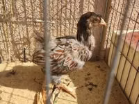 وياندوت — الصورة 8