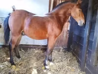 حصان, Nonius horse — الصورة 6