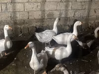 Geese — Foto 1