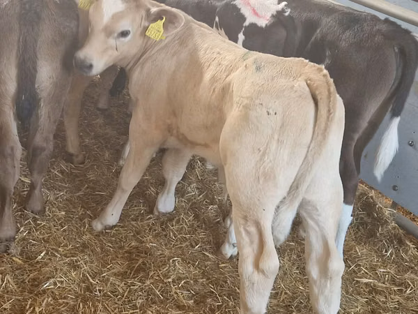 Rinder (Partie, Geschlecht nicht angegeben), Simmental cattle