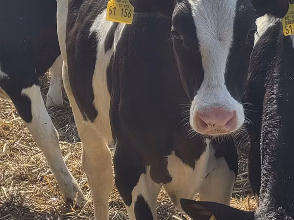 Toro, Russian Black pied cattle