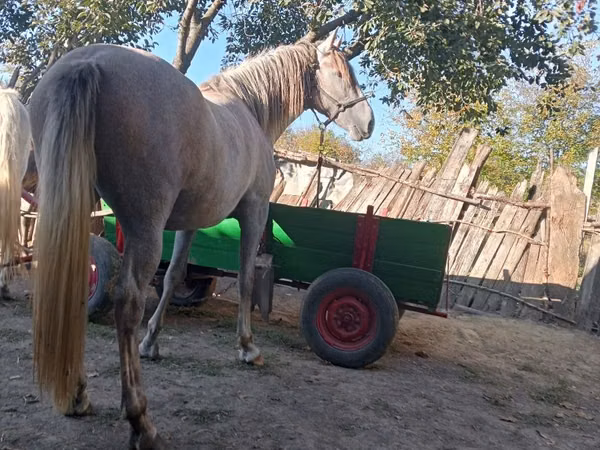 Yegua, Caballos