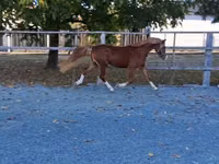 घोड़ा, Welsh Cob — फ़ोटो 2