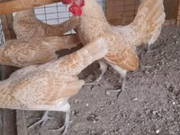سيبرايت — الصورة 4