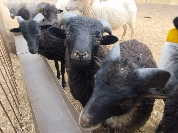 Widder, Ouessant sheep