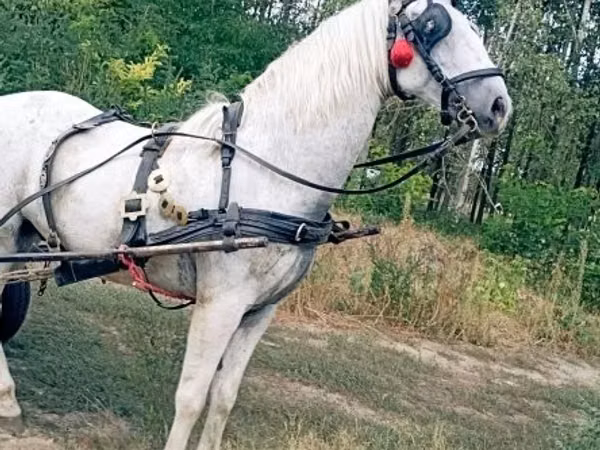 Конь, Лошади