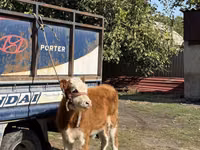 Bull, Simmental cattle — photo 1