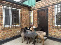 Oveja, Rhon sheep — foto 2