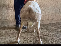 Ram, Arashan sheep — photo 2
