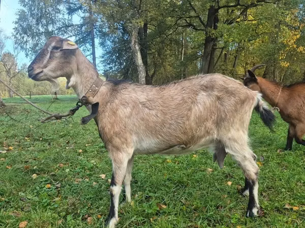 Goat, Alpine goat