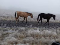 घोड़ी, Bashkir horse — फ़ोटो 2