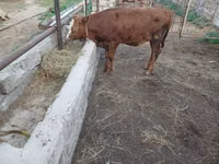 Vaca, Simmental cattle — foto 4