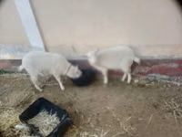 Ziege, Irish goat — Foto 1