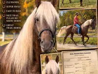 Horse (M), Rocky Mountain Horse — photo 1