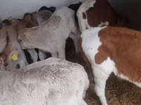Bulle, Simmental cattle — Foto 5