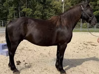 Mare, Percheron — photo 2