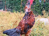Chickens — الصورة 3