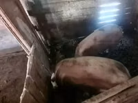 Boar, Pigs — photo 1