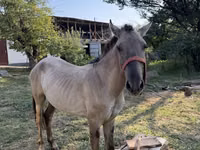 घोड़ा, Tiger horse — फ़ोटो 4
