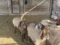 Oveja, Rhon sheep — foto 4
