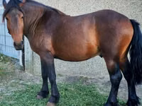 घोड़ा, Međimurje horse — फ़ोटो 1