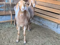 भेड़, Arashan sheep — फ़ोटो 3