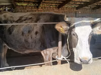 गाय, अलाताऊ नस्ल — फ़ोटो 5
