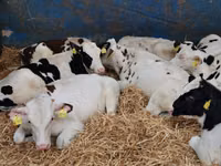 Toro, Simmental cattle — foto 6