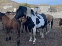 घोड़ा, Mugalzhar horse — फ़ोटो 3