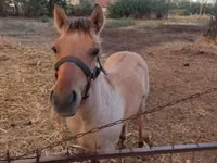Horse (M), Welsh Cob — photo 6