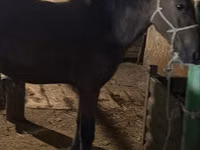 Mare, Horses — photo 4