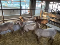 Oveja, Tian-Shan semifinewool sheep — foto 1