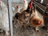 Chickens — फ़ोटो 2