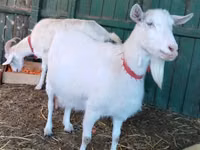 Ziege, Pomellata goat — Foto 2