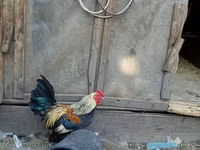 Bantam — Foto 1