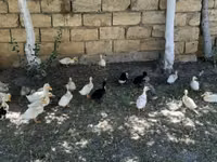 بكين ألماني — الصورة 1