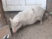 Cerda — foto 2