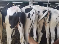 गाय, गोलस्टीन नस्ल — फ़ोटो 3