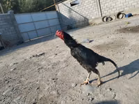 مالاي غيم — الصورة 2