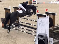 حصان, Belgian warmblood horse — الصورة 3