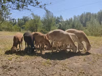كبش, Afghan Arabi sheep — الصورة 3