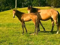 Mare, Black Sea breed — photo 8