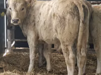 Rinder (Partie, Geschlecht nicht angegeben), Simmental cattle — Foto 3