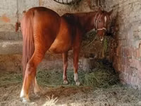 Horse (M), Horses — photo 1