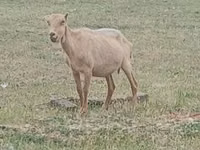 Ziegenbock, Alpine goat — Foto 2