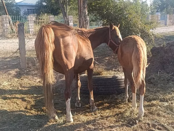 Mare, Horses