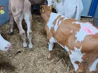 मवेशी (लॉट, लिंग निर्दिष्ट नहीं), Simmental cattle — फ़ोटो 3