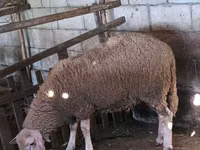 Carnero, Baerchuke sheep — foto 5
