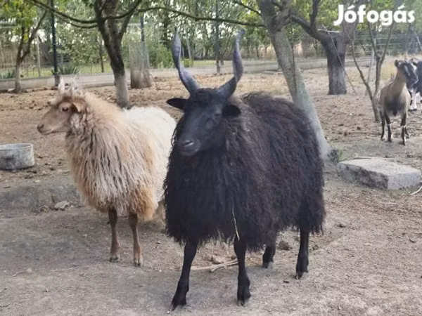 Баран, Рацка овца