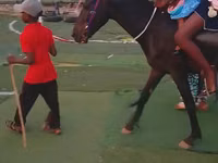 Horse (M), Black Sea breed — photo 2